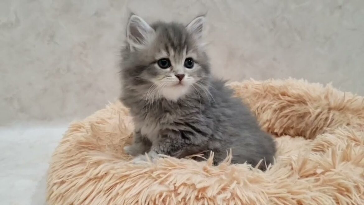 ★トロのおうち★2021年4月11日産まれキンカロー ③