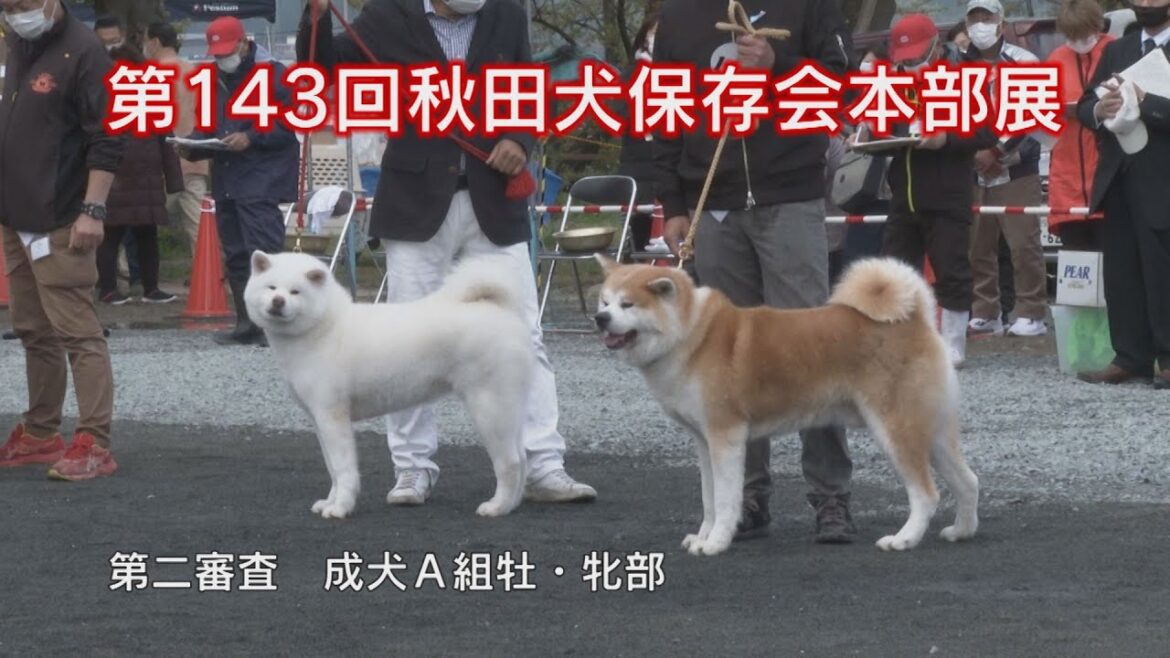 第143回秋田犬保存会本部展 第二審査成犬Ａ組牡・牝部