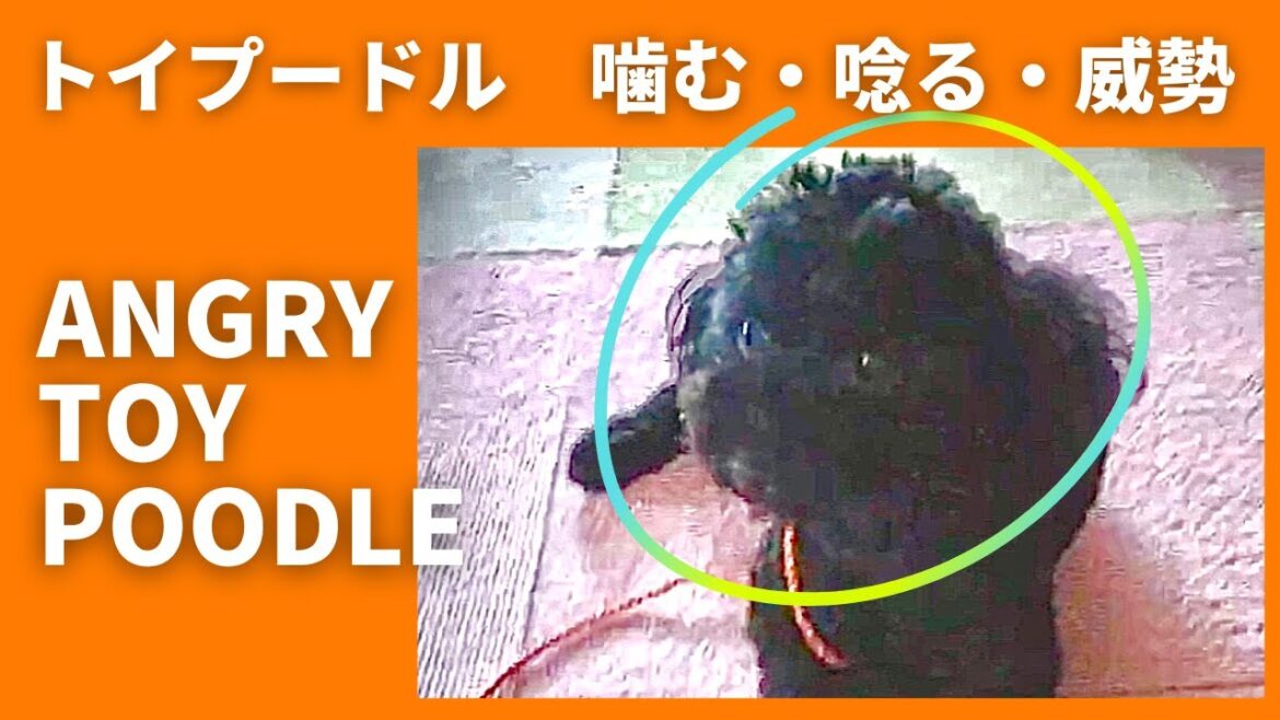 トイプードル２歳。血が出る程、噛み付く、唸る、威勢する。