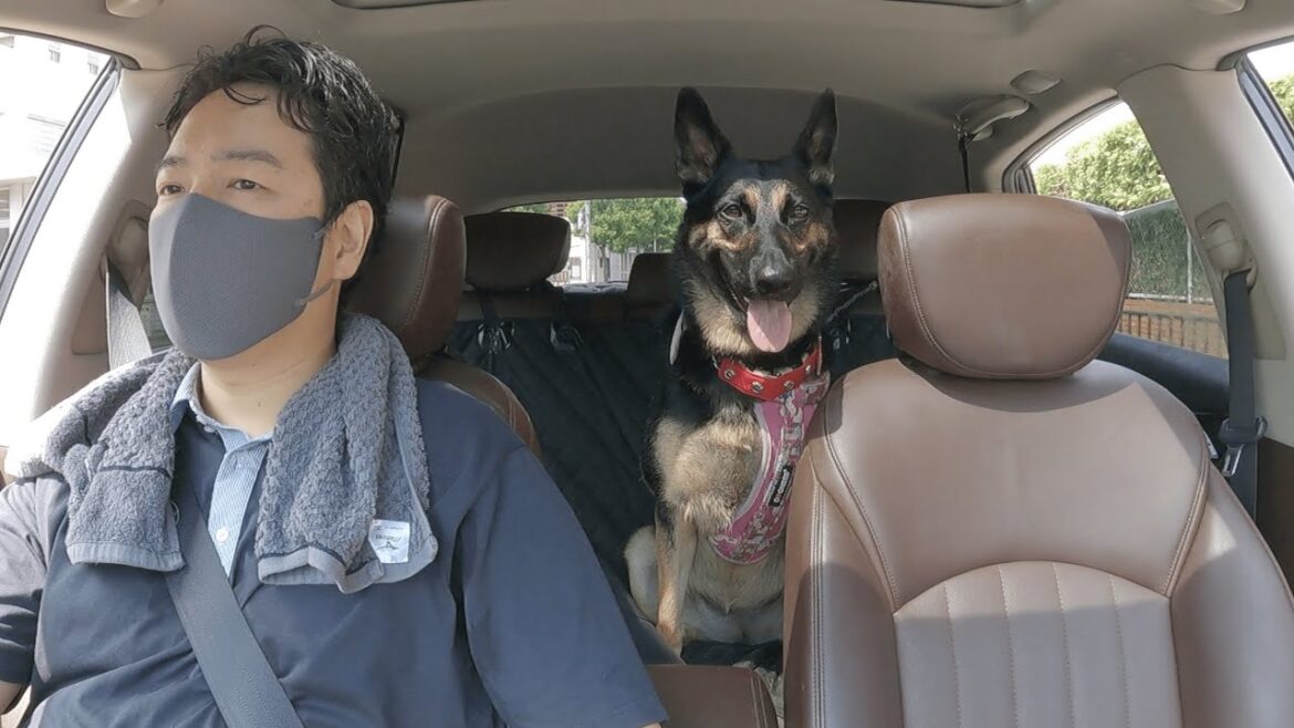 大好きなママ抜きで、オヤジとふたりで出かけた愛犬の様子がｗ【ジャーマンシェパード】