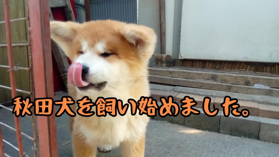 秋田犬を飼い始めました。