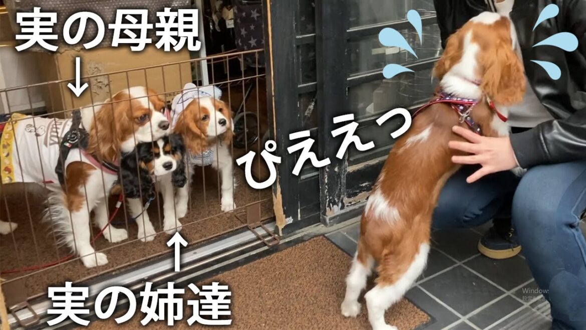 子犬くん感動の再会のはずがめっちゃヘタレでワロタww 子犬くん感動の再会のはずがめっちゃヘタレでワロタww