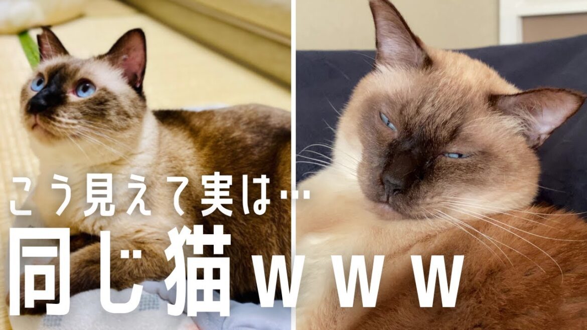 元野良の保護猫の顔、変わりすぎ問題。【シャム猫/シャムミックス】 元野良の保護猫の顔、変わりすぎ問題。【シャム猫/シャムミックス】