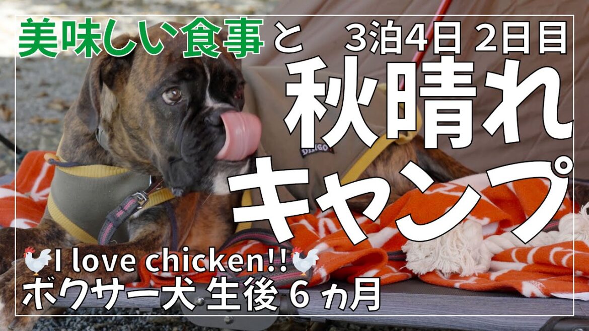 ボクサー犬 子犬と3泊4日キャンプ バウアーハウスジャパンで散歩と食事を楽しむ2日目 ボクサー犬 子犬と3泊4日キャンプ バウアーハウスジャパンで散歩と食事を楽しむ2日目