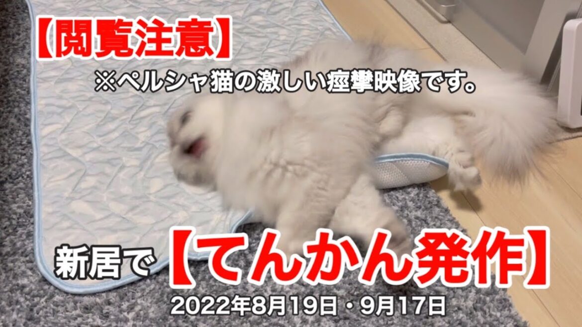 【閲覧注意】新居で『てんかん発作』【ペルシャ】