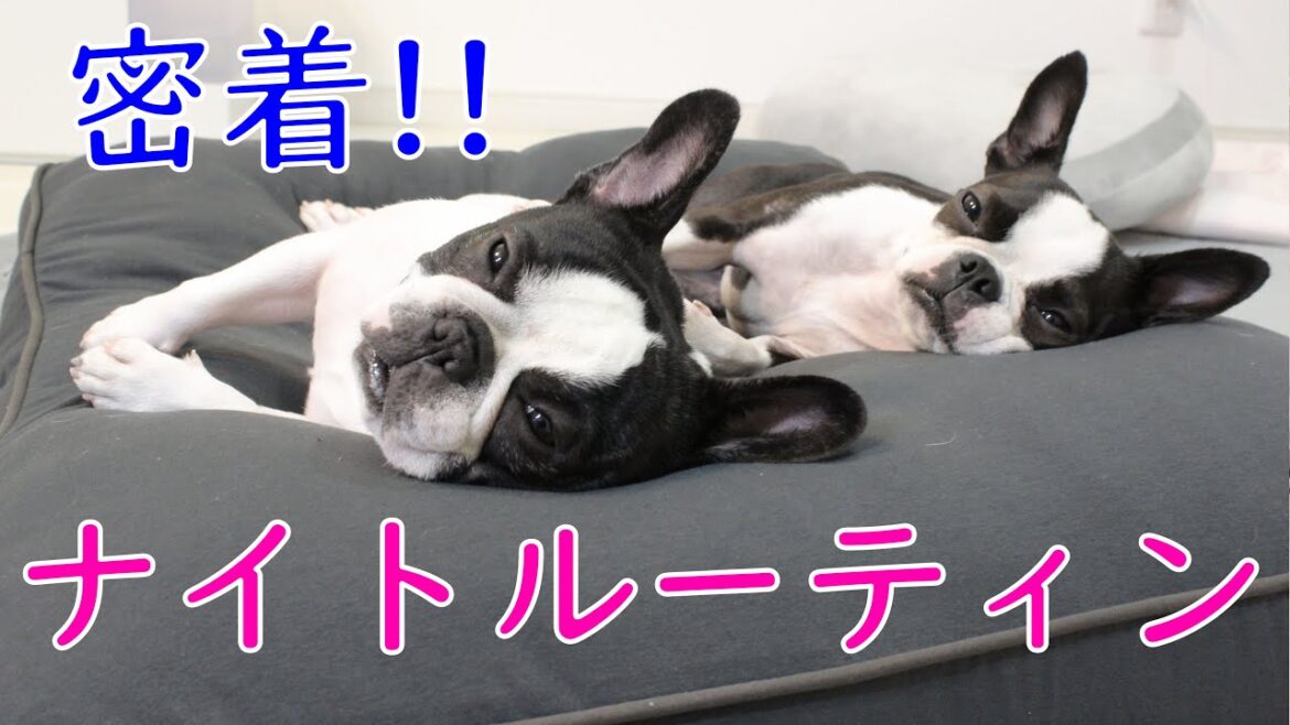 愛犬2匹と夫婦の密着ナイトルーティン【フレンチブルドッグとボストンテリア】