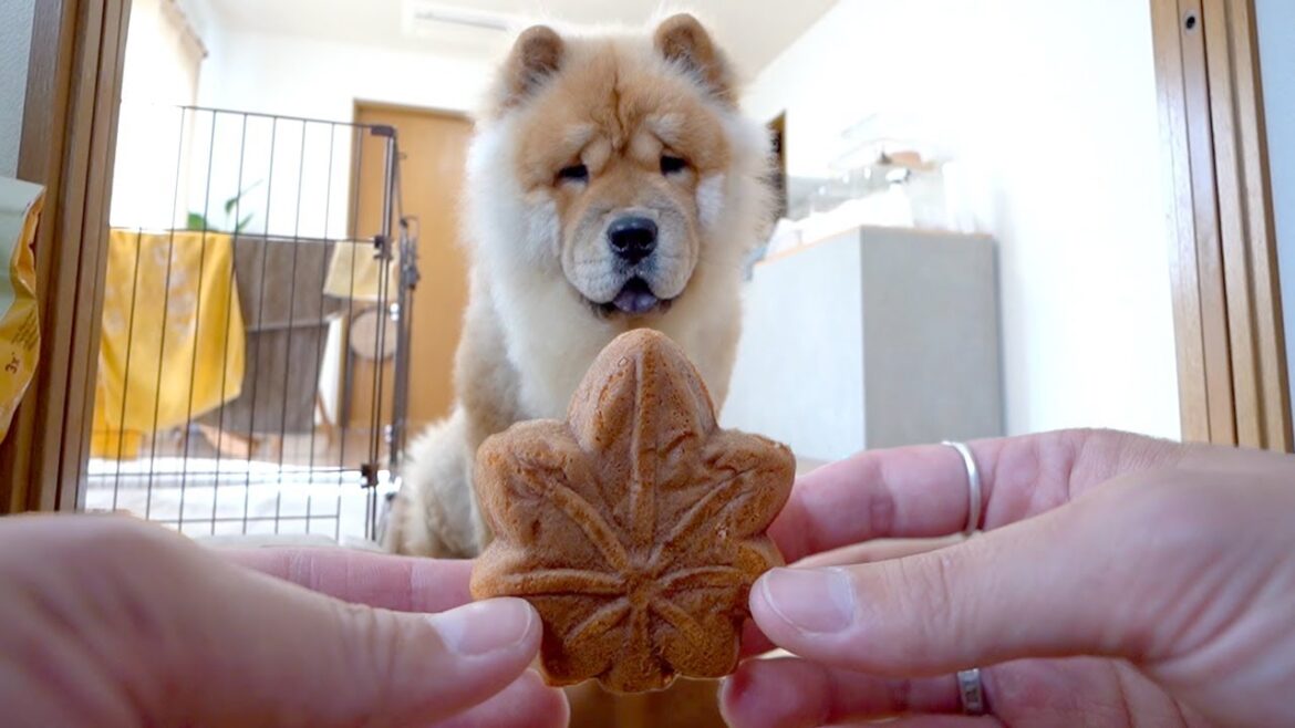 人間のおやつかと思いきや犬用だったチャウチャウ犬