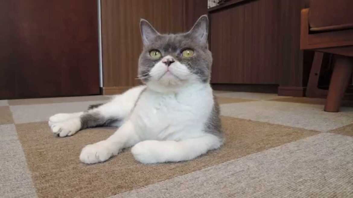 セルカークレックスのかぼすくん（わんにゃんCafe NeoNeo 1歳）