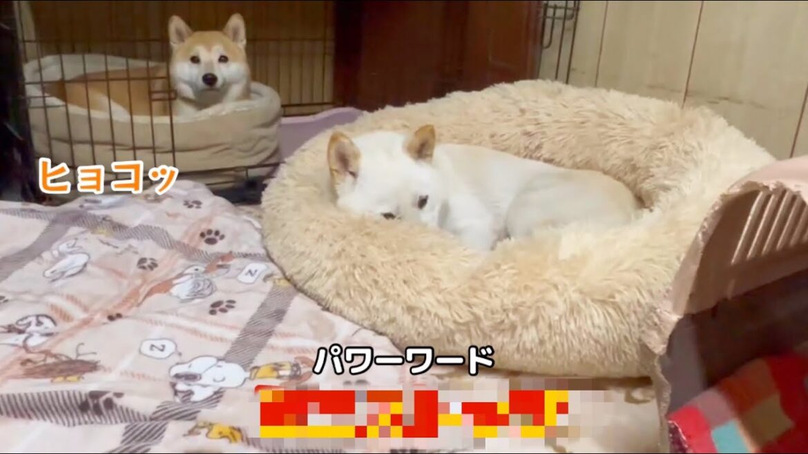 柴犬夫婦が完全に完敗するパワーワードはこちらw
