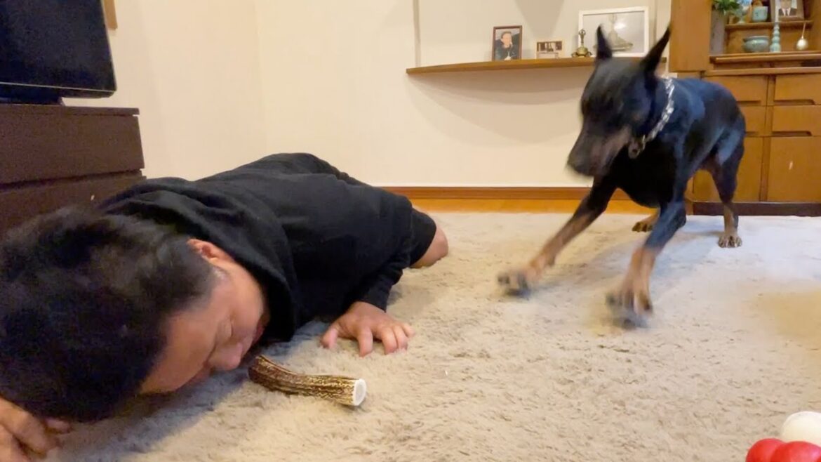 【危険】骨を食べようとしたら、いきなり豹変したドーベルマン 【危険】骨を食べようとしたら、いきなり豹変したドーベルマン