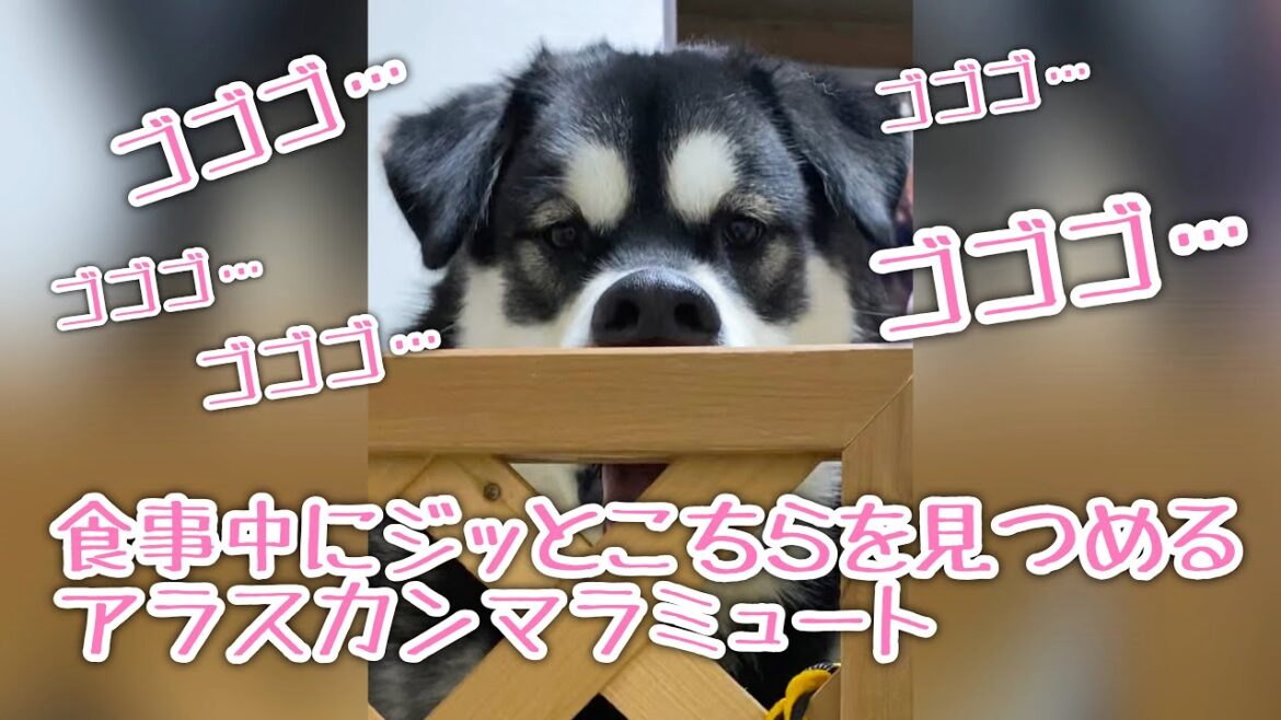 無言でジッとこちを見つめ続けるアラスカンマラミュート【桜空】