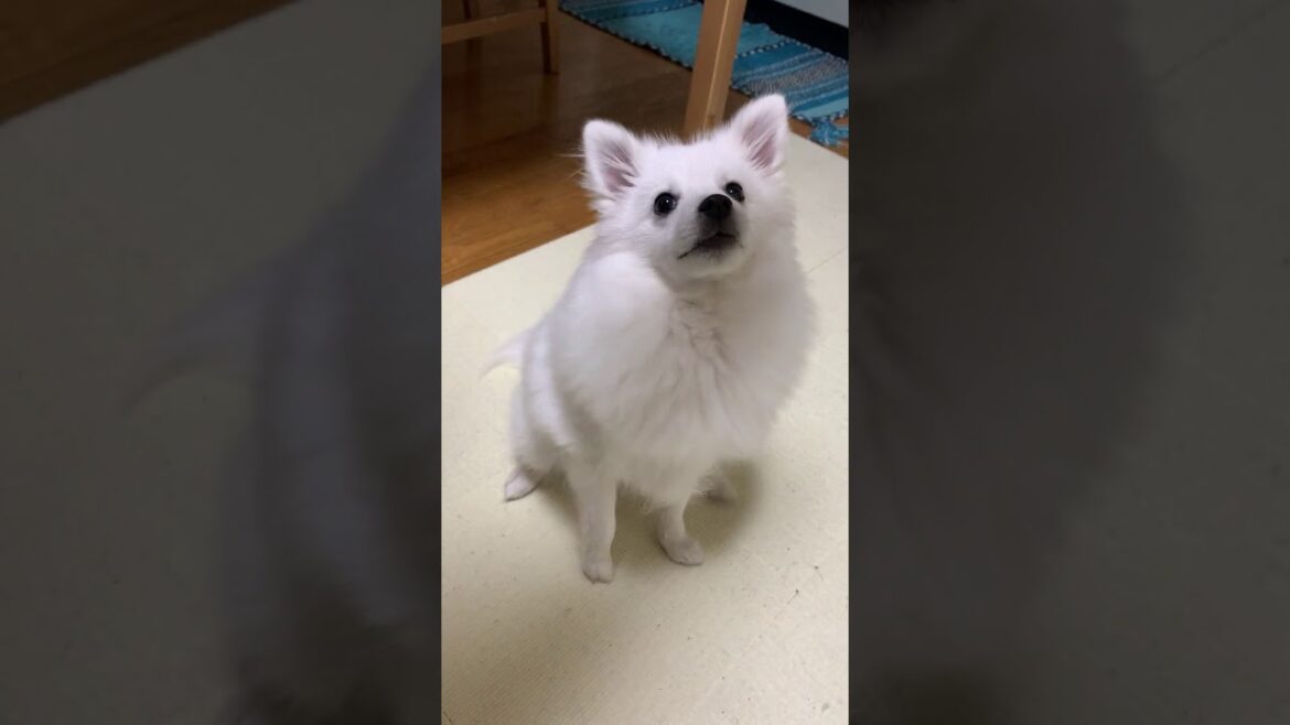 ポメラニアンみたいな日本スピッツ【Spitz like a Pomeranian】#shorts ポメラニアンみたいな日本スピッツ【Spitz like a Pomeranian】#shorts