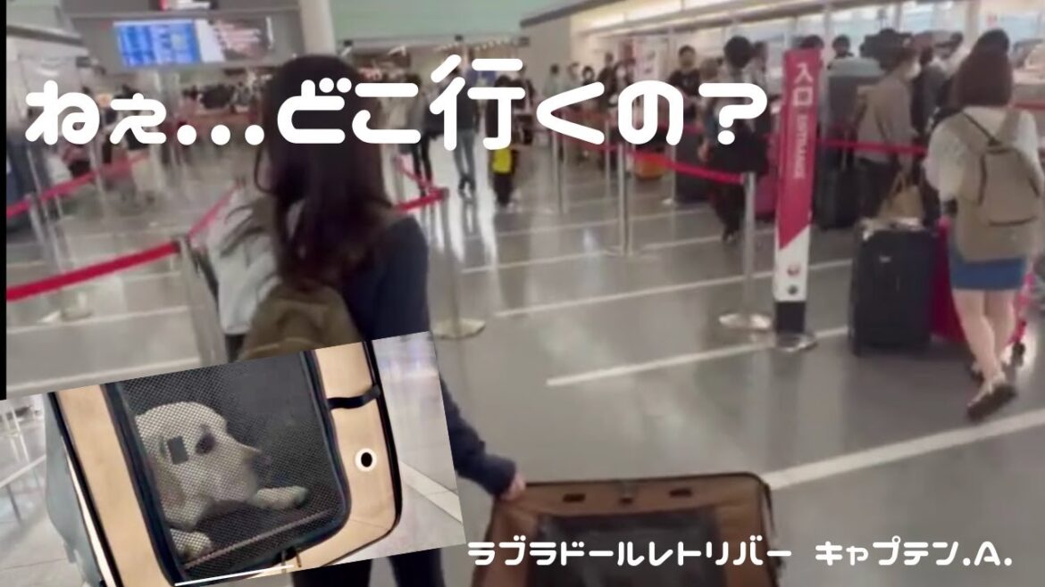 ラブラドールレトリバー　キャプテン #92 ねぇ…どこ行くの？