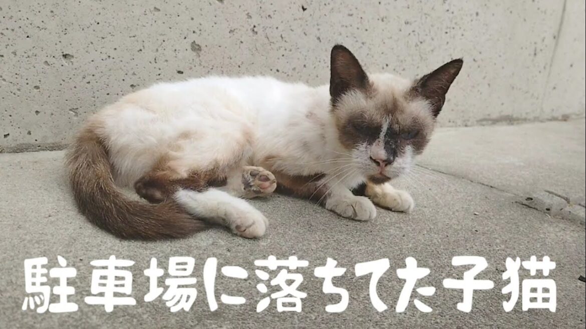 【子猫落ちてた(目次あり)】駐車場に小さなシャム猫っぽい子猫が居ました 20220518、カラス&四つ足カルテット