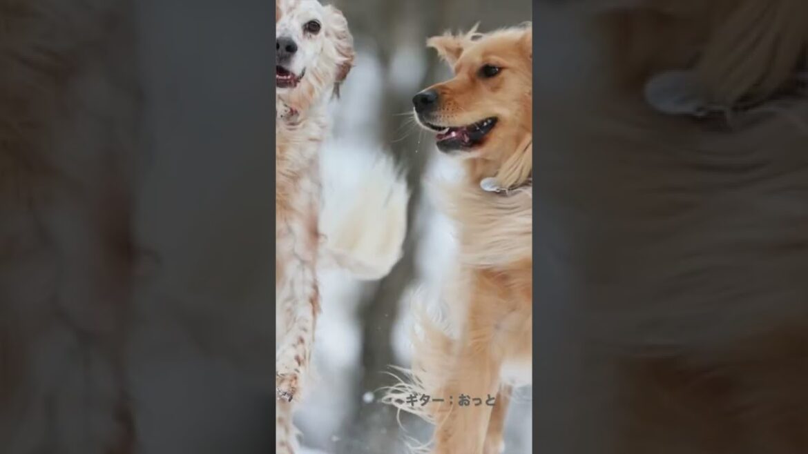 愛犬雪山ダッシュ💨 【イングリッシュセッター】【ゴールデンレトリバー 】