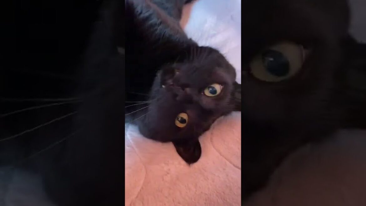 #Shorts　【ドアップ】甘える黒猫　№353　日本猫ねこ協会　推し猫グランプリ