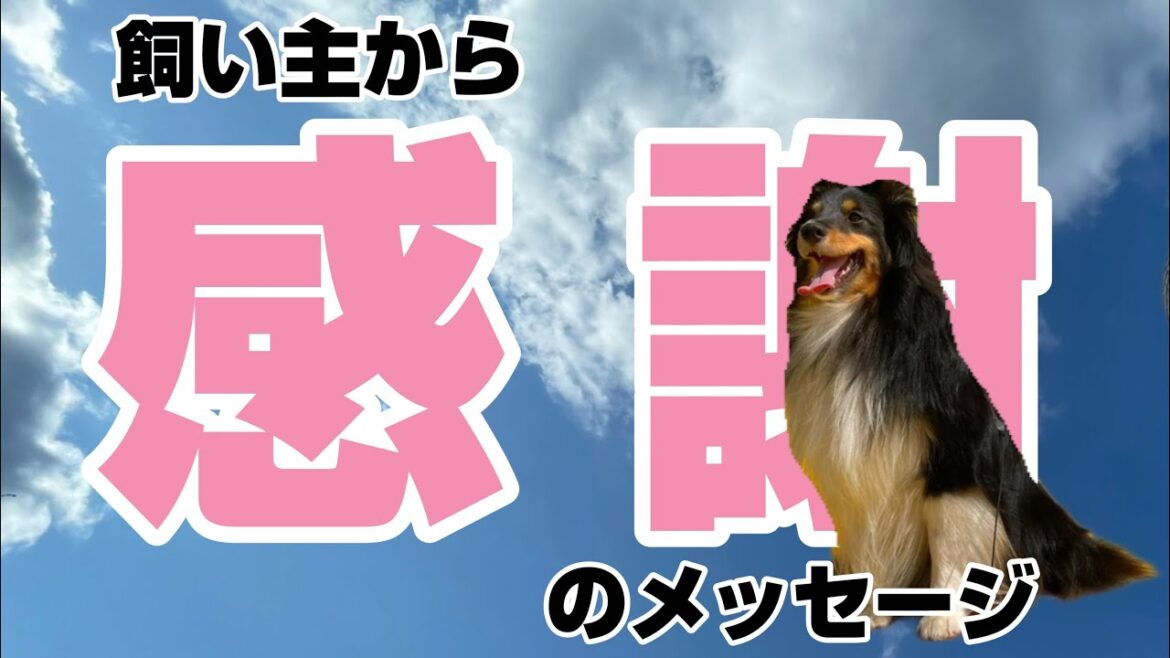 様々な方々へのメッセージ　〜シェットランドシープドッグ・ボーディ〜　《愛犬ブラッシング映像》シェルティsheltie