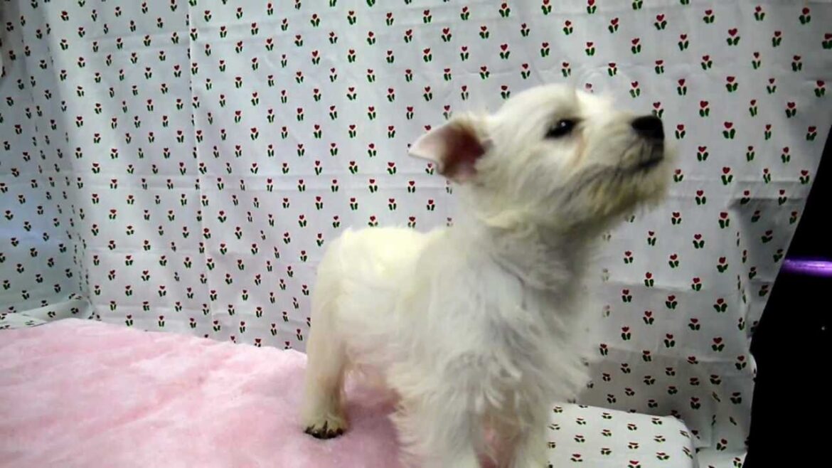 ウエストハイランドホワイトテリア・ウエスティー子犬販売東京ブリーダー