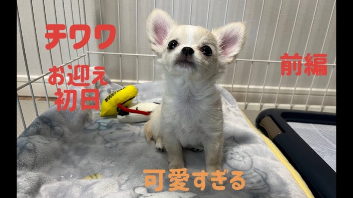 【お迎え初日/前編】生後2ヶ月のチワワがやってきた！