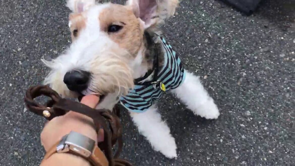 ワイヤーフォックステリアの”マーカスくん”と”散歩トレーニング”！