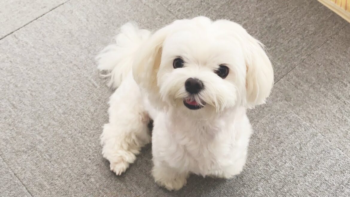 子犬の時に大好きだった友人と再会した時の犬の反応が面白すぎた【マルチーズ】 子犬の時に大好きだった友人と再会した時の犬の反応が面白すぎた【マルチーズ】