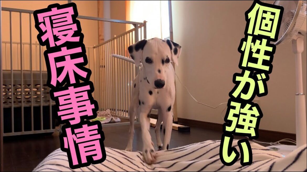 ぼくは足元、わたしは顔の近く・・ダルメシアンの寝床の個性が強い【飼う前に知って欲しい】#ダルメシアン#寝床#わがまま ぼくは足元、わたしは顔の近く・・ダルメシアンの寝床の個性が強い【飼う前に知って欲しい】#ダルメシアン#寝床#わがまま