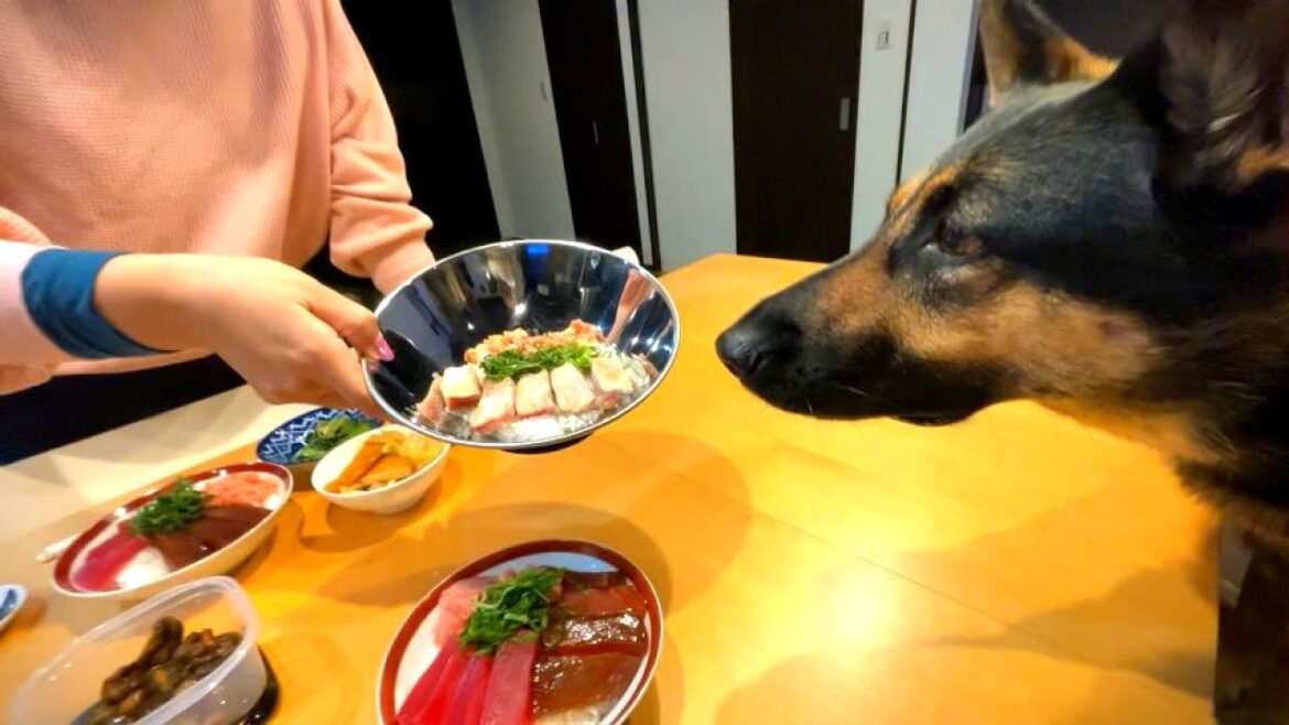 愛犬も一緒にまぐろ丼を食べる日！【ジャーマンシェパード】