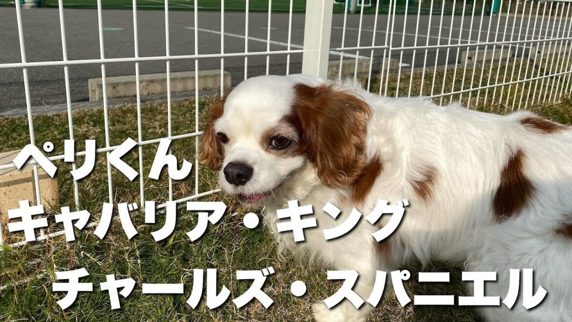 キャバリア・キング・チャールズ・スパニエル ぺりくん【Cavalier King Charles spaniel】 キャバリア・キング・チャールズ・スパニエル ぺりくん【Cavalier King Charles spaniel】