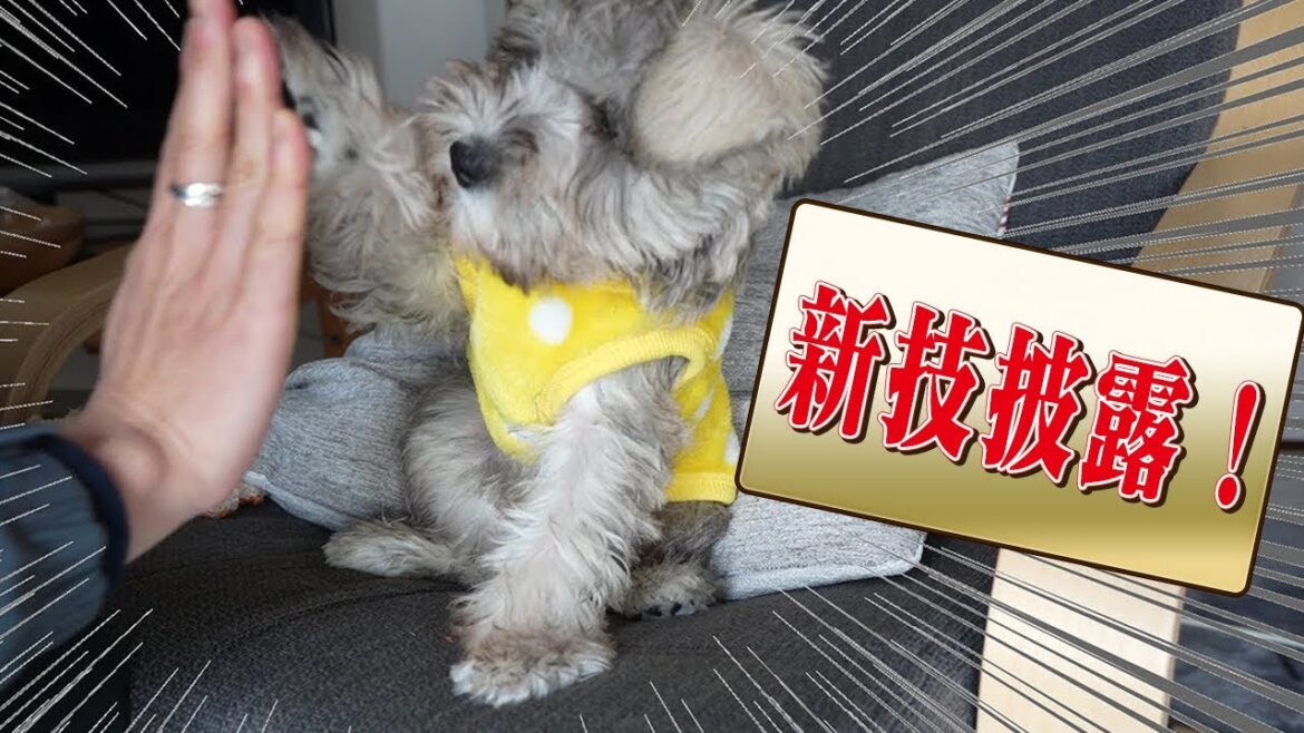 ついにあの技を覚えた！ミニチュアシュナウザーの子犬。新技披露！