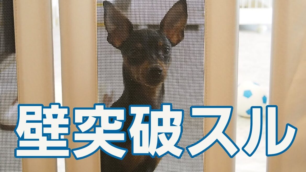 進撃の犬?監視員?バリケードの歴史【ミニチュアピンシャー】 進撃の犬?監視員?バリケードの歴史【ミニチュアピンシャー】
