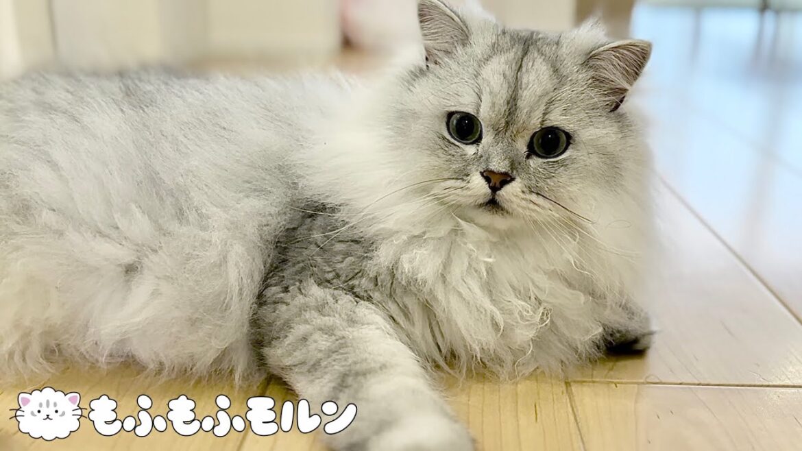 新しいiPhoneで猫を撮影してみました 【サイベリアン】