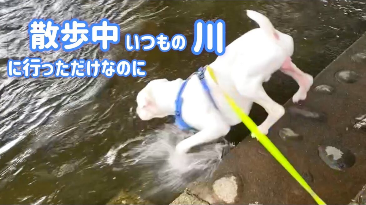 増水した川に気がつかないで入っていくボクサー犬 増水した川に気がつかないで入っていくボクサー犬