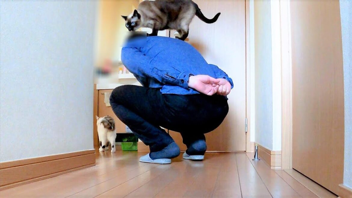 外出しようとしたらシャム猫に追いかけられて捕まった僕