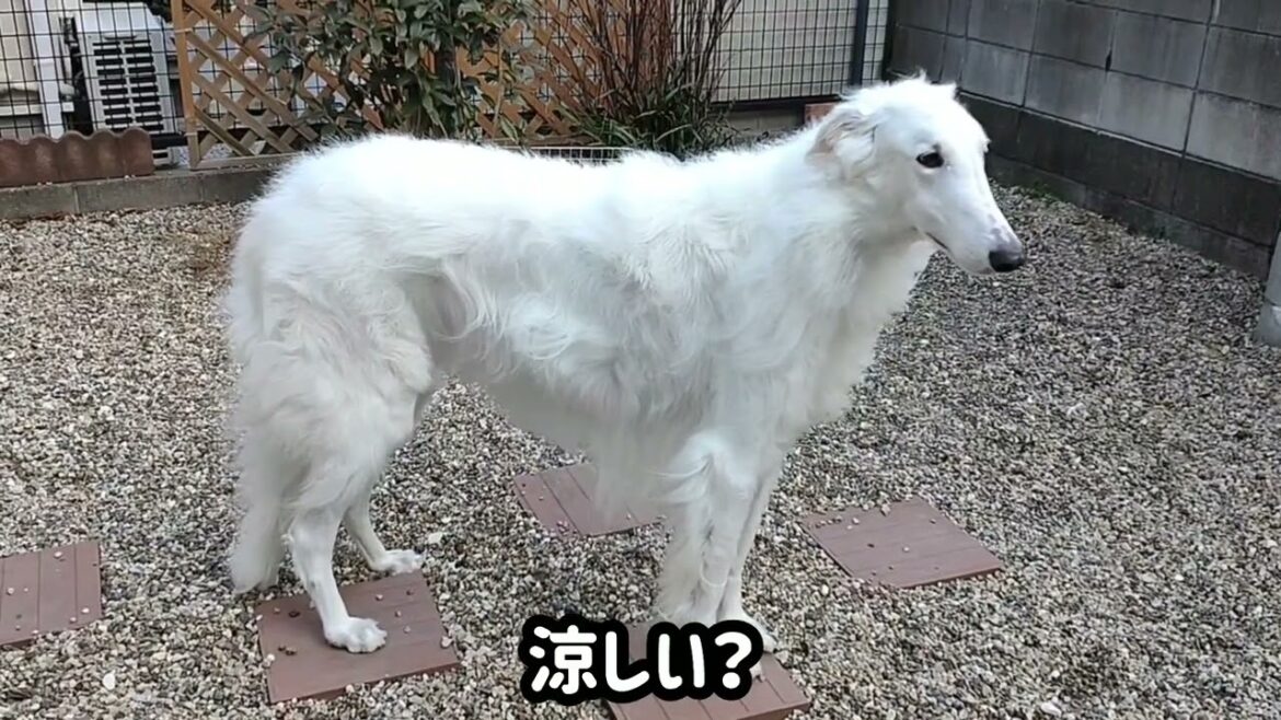 極寒 も ボルゾイには快適ですww