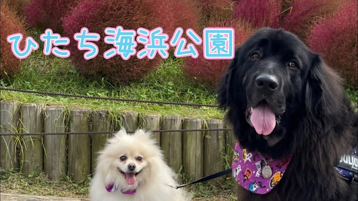 ひたち海浜公園♪#ニューファンドランド #保護犬　#超大型犬　#ひたち海浜公園