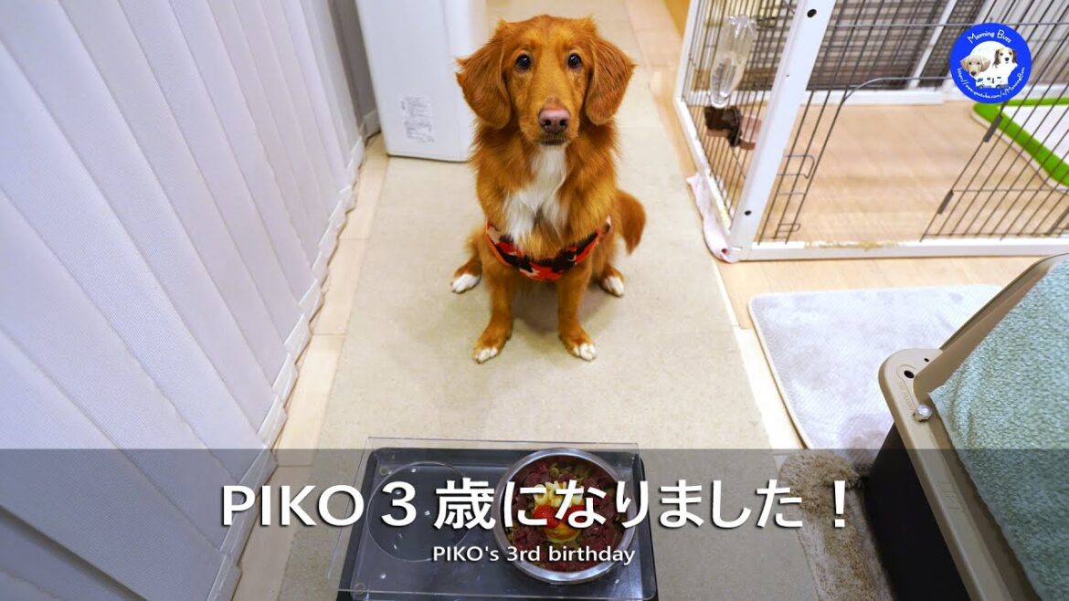 【PIKO３歳】ちょっとおバカ？でドン臭いけど、ヒトにもイヌにも抗わない性格で可愛いです！？コーイケルホンディエのテラとノヴァスコシアダックトーリングレトリバーのピコとの暮らし