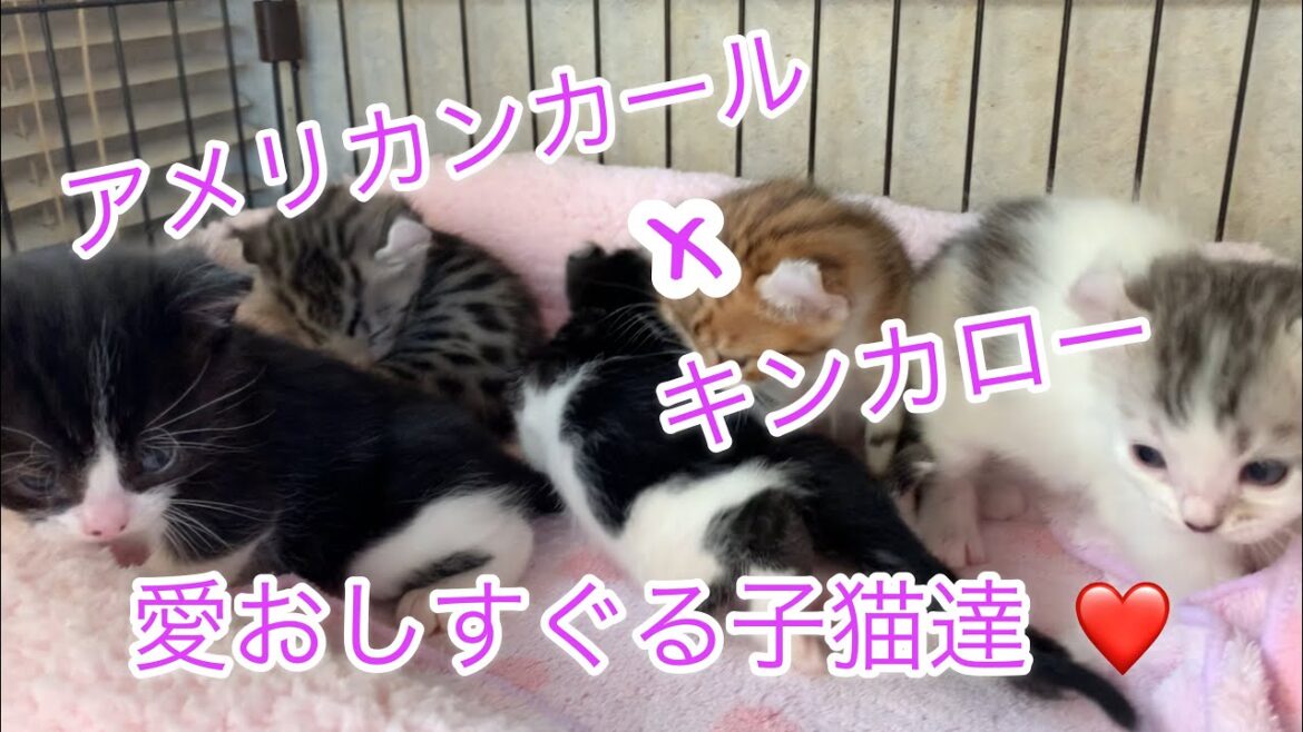 キンカロー アメリカンカール 可愛い子猫 生後1ヶ月