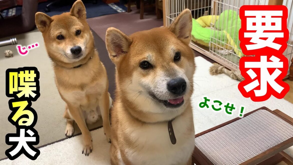 普段塩対応の柴犬が手作りご飯を待ち切れずとうとう喋り出した