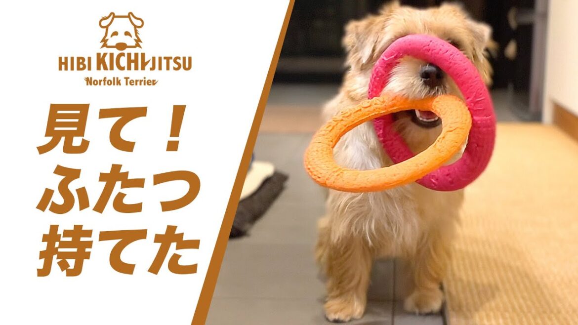 愛犬キチの得意技  見て！ふたつ持てたよ♪ 【ノーフォークテリア  norfolkterrier  】