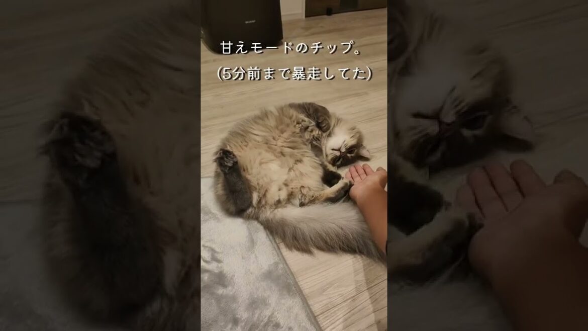 サイベリアンは、金〇もモフモフだった。あと甘え方かわいい【サイベリアンのラフィ】#shorts