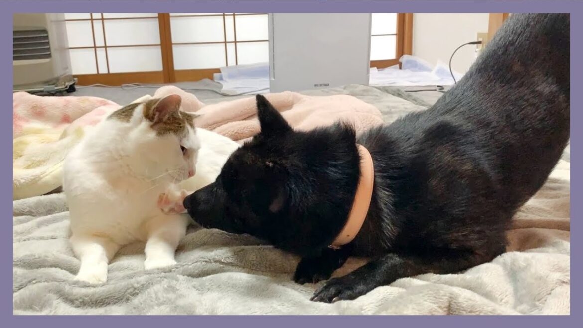 【甲斐犬】ケンカするほど仲がいい?子犬がいじわる猫に遊んでもらう様子が可愛すぎる! 【甲斐犬】ケンカするほど仲がいい?子犬がいじわる猫に遊んでもらう様子が可愛すぎる!
