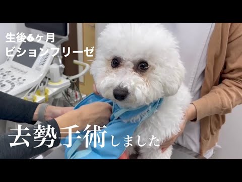 去勢手術のリアルな1日VLOG【ビションフリーゼ】 去勢手術のリアルな1日VLOG【ビションフリーゼ】