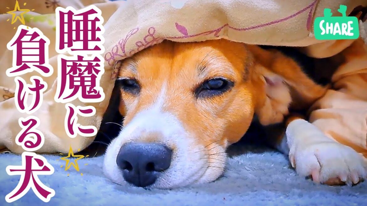 ビーグル犬　睡魔でスイッチ入らない！