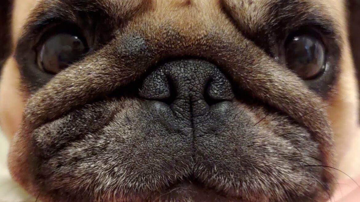 最近よく吠えるようになった母パグ、何と言っているのか翻訳機で訳してみた 最近よく吠えるようになった母パグ、何と言っているのか翻訳機で訳してみた