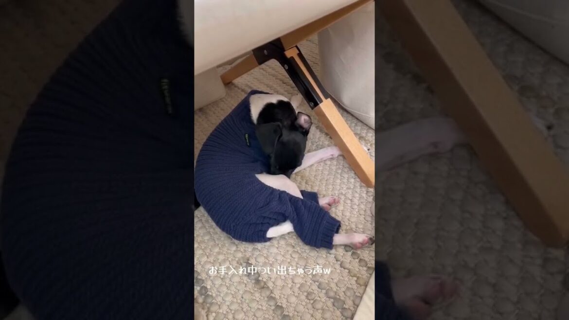 ★つい声が出ちゃう日本テリア★#shorts #dog #en_dog #japanesedog #japaneseterrier