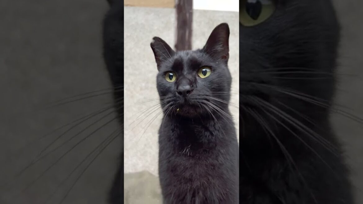 【猫】かわいい黒猫ツインズ🥰Cute black cat twins