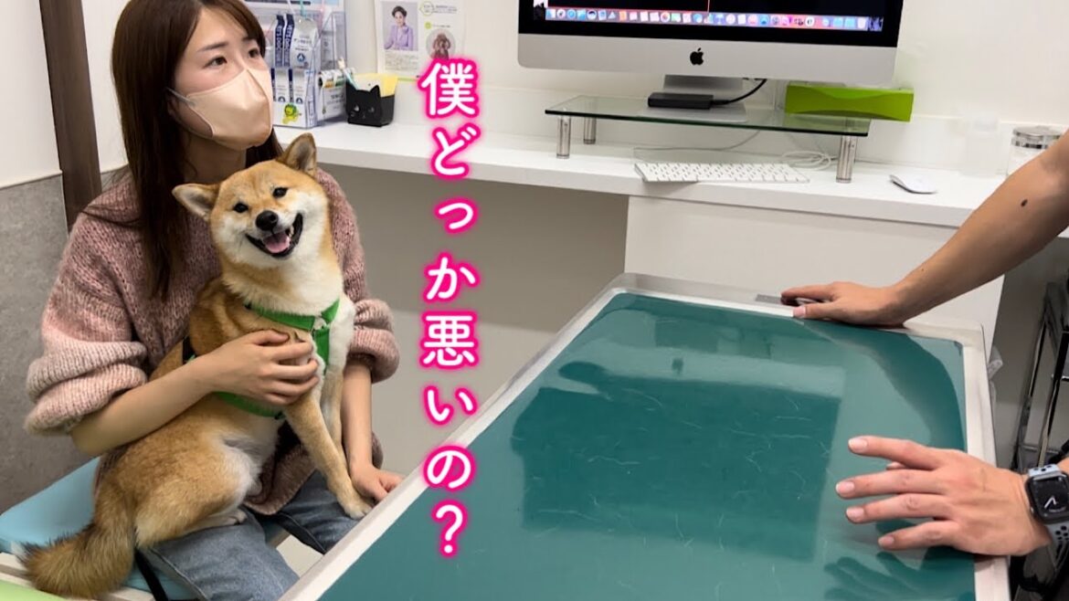 病院で他人事のようにヘラヘラ笑うお気楽な柴犬が可愛い