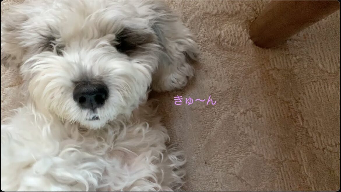 「待ってたよ～!!」久しぶりの再会に「キュン、キュ～ン！」が止まらない犬🐶💓