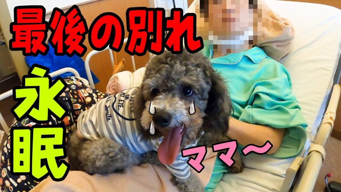 ママと最後の別れ 病院での再会 保護犬トイプードル Mommy and Toy poodle Husky