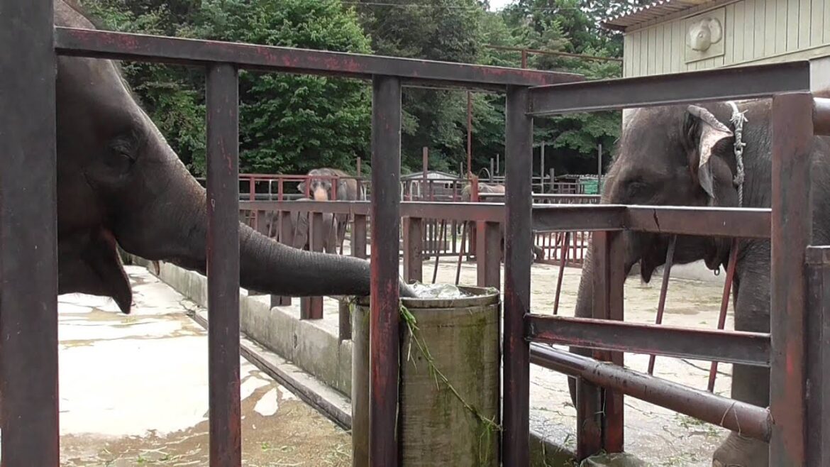 プーリーとゆめ花の食事　2015年9月　市原ぞうの国